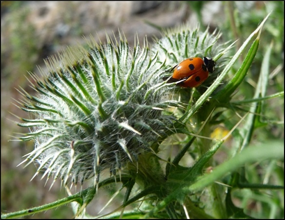 P1100126