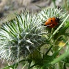 P1100126