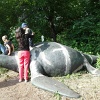 SAM_4536