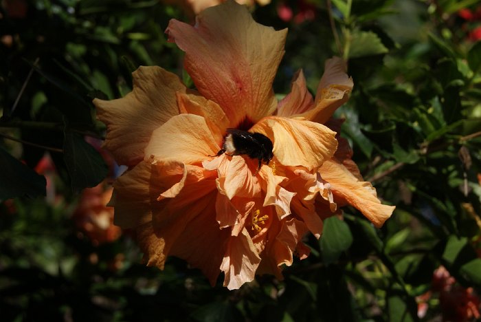 DSC04593